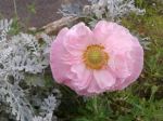 Poppies