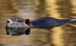 Mama Nutria Rat Out For A Swim