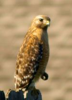 Red Shouldered Hawk On Fence