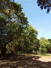 Trees In The City