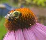 Bee Close Up
