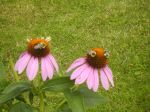 Bee Seeing You