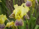 Mouth Of The Iris