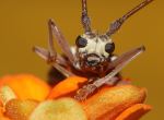 Macro Beauty