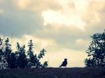 A Bird 