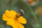 Bee On Flower