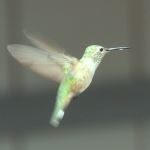 Hummingbird In Flight