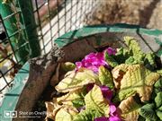 Butterfly In Flowerpot
