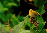 Bird On A Tree!!