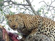 Male Leopard With Kill, Sabi -Sands South Africa