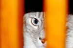 Kitty Behind Bars