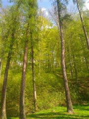 Free Forest 