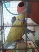 Cutieee Bird