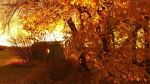 Fall Evening In Edmonton