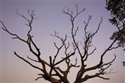 Life Of A Tree