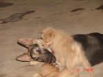 My Pets