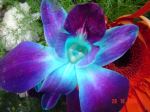Orchid 