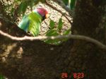 Parrot