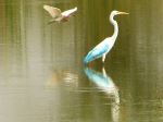 Syberian Migrated Bird