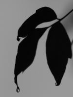 A Single Drop