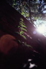 Creeper On Brick Wall Reaching For The Sun
