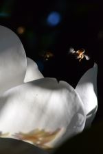 Honey Bee And White Flower