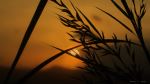 Sun Behind Grass