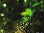 Spider Web