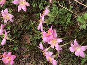 Flower In The Forest