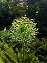 Stanley Park