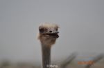 Ostrich