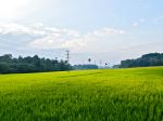 Green Heven