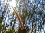 Morning Sun Ray