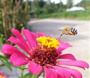 Early Bee