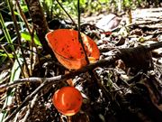 Forest Fungi_1