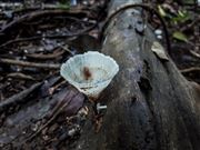 Fungi_2