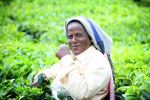 Women Working In The Tea Plantation