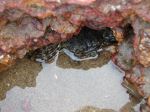 A Crab Under Rock 