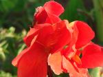 Red Flower