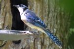 Blue Jay Sneaky Woodpecker