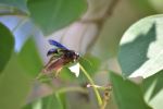 Hungry Wasp