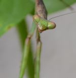 Mantis