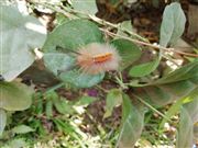 Initial Life Of Butterfly 