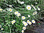 White Flowers