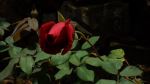 Black Rose