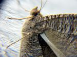 Insect