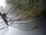 Texture Of Leaf
