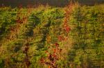 Grape Fabric 3