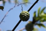 Atis