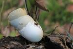 Over The Shell